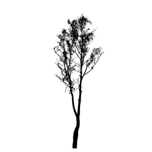 树上白色 backgorund 孤立的剪影。vecrtor illustrati