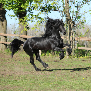 运行 friesian 种马