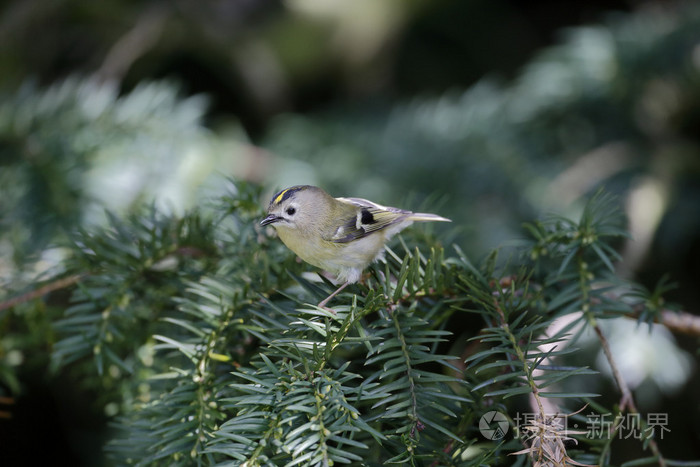 goldcrest，布莱克布莱克