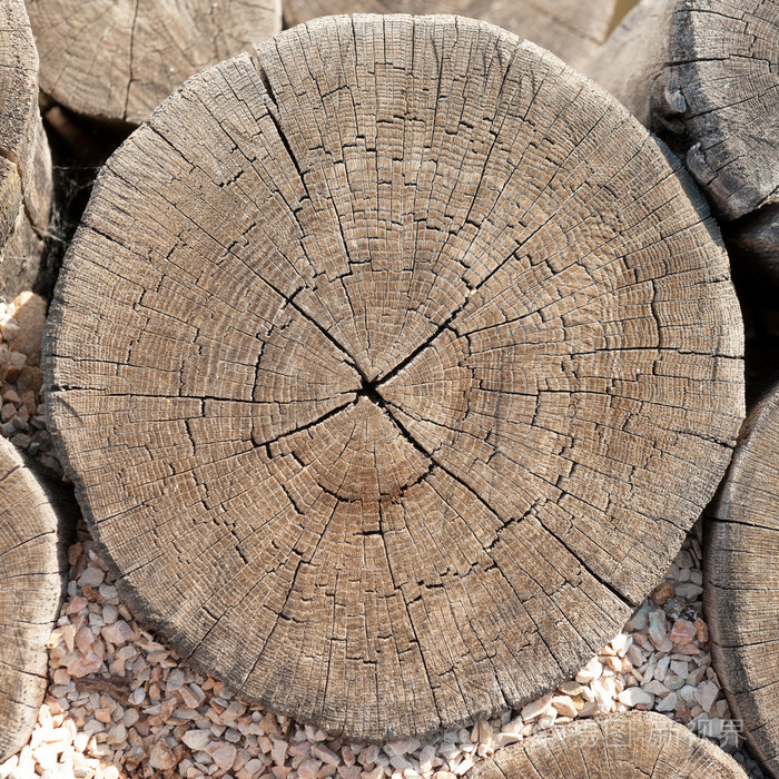 纹理的树桩