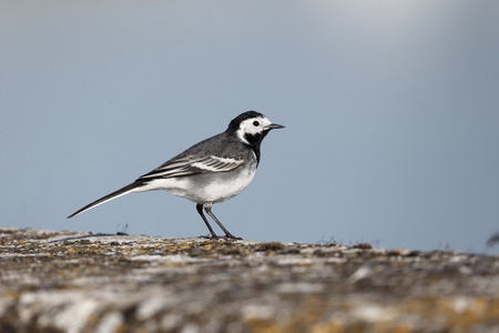 斑鹡鸰 motacilla alba yarrellii