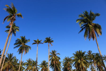 椰子树绿色叶子和蓝色的天空阳光射线，海行 th