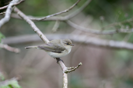 chiffchaff，phylloscopus collybita