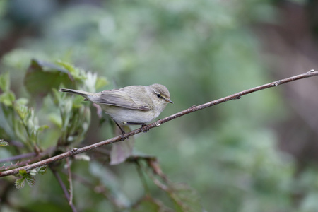 chiffchaff，phylloscopus collybita