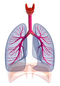 人类的肺和支气管，孤立