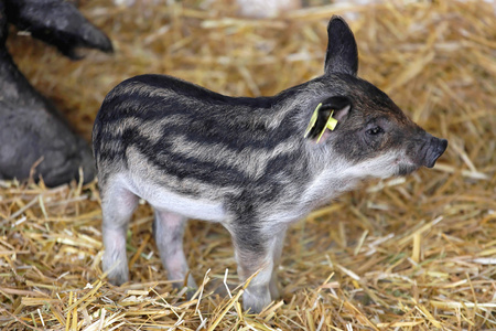 小猪鬈毛猪的文章摄影图