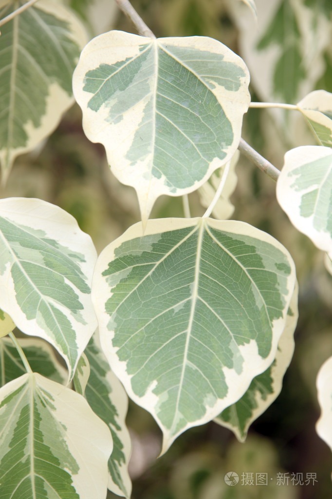 扶芳藤上的两个颜色的树上的叶子