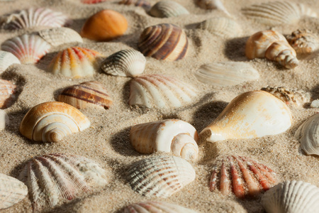 特写贝壳埋在沙子在阳光下
