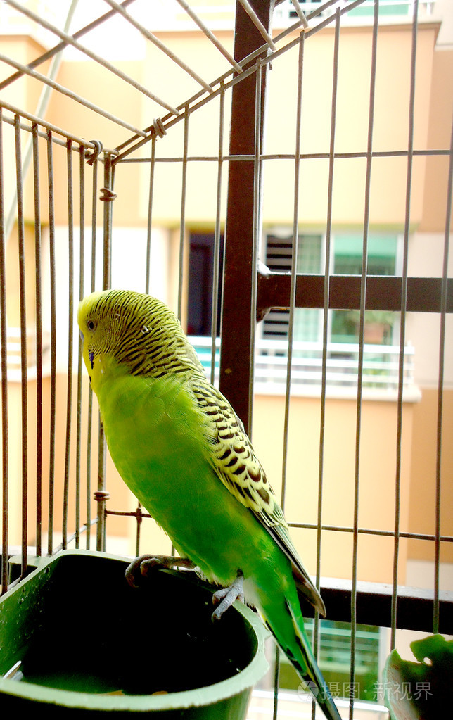 绿蛋白石虎皮鹦鹉图片