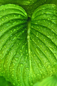 在绿色的植物叶子上的雨滴