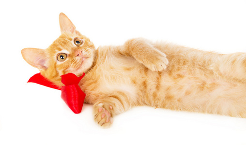 年轻的红发猫躺在地板上红丝带