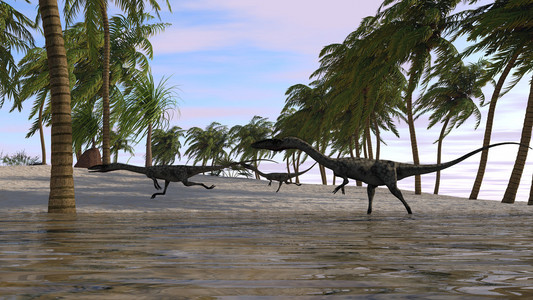 coelophysis 恐龙