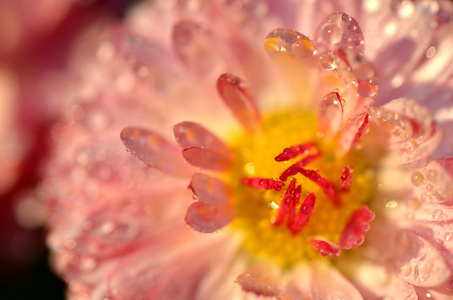 在一片草地上美丽的红色雏菊的极端特写