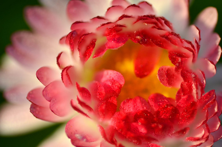 在一片草地上美丽的红色雏菊的极端特写