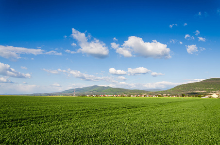 绿色的原野