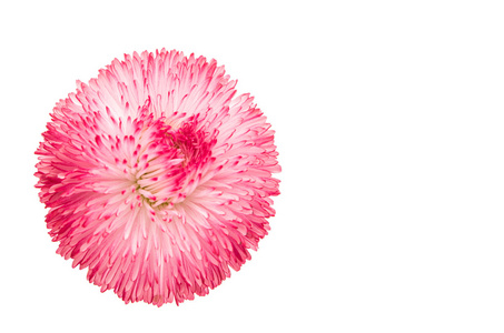 孤立的粉色雏菊