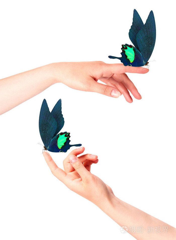 女人的手上的蝴蝶在运动