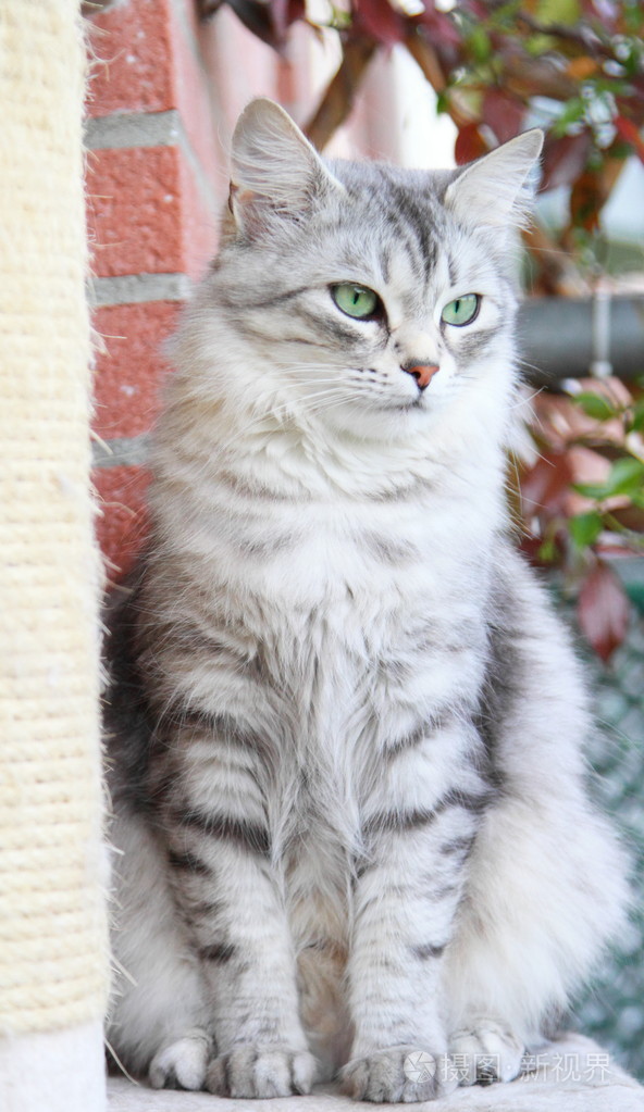 西伯利亚的品种成年女性的银猫