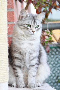 西伯利亚的品种，成年女性的银猫