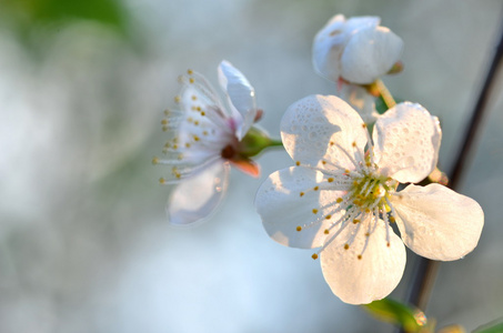 樱桃树的花朵的特写