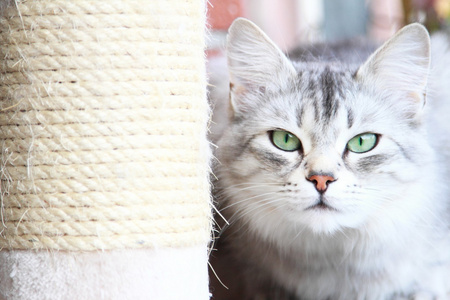 西伯利亚的品种，成年女性的银猫