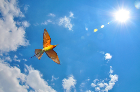 在蓝天上飞行中的鸟蜂鸟蝴蝶的舌头很长,所以它可以