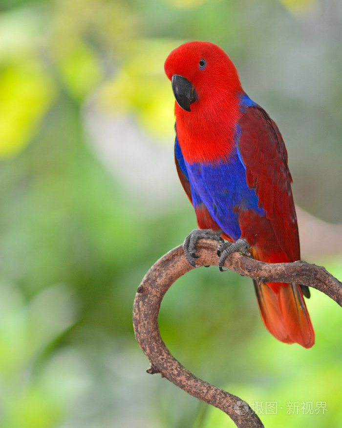 美丽的红鹦鹉