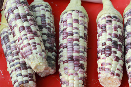 紫玉米图片