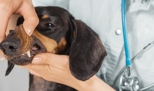 兽医检查的腊肠犬的牙齿