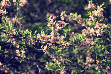 淡粉色的花盛开的树枝