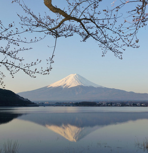 mt 富士和樱桃开花