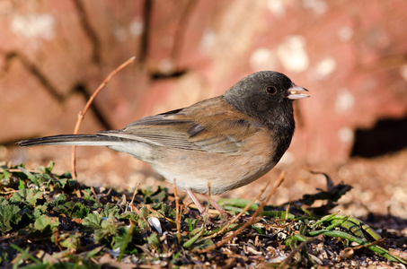 黑眼灯芯草雀图片