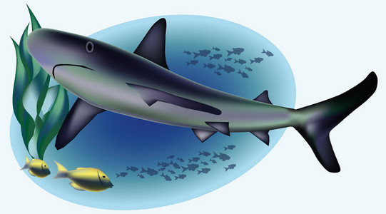 海洋生物鲨鱼，矢量插图