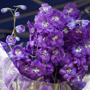 紫罗兰霍滕西亚花
