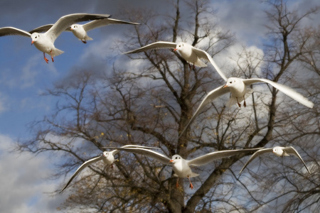 海鸥飞在海德公园