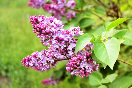 春天紫丁香花与绿枝