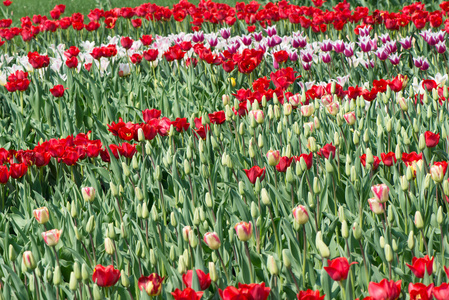 郁金香花朵图片