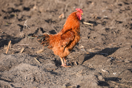 在农场，骄傲走过院子里美丽的红公鸡