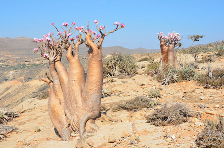 也门的索科特拉岛，瓶子树 沙漠玫瑰试管 Homhil 高原
