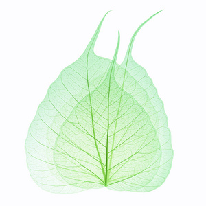 菩提叶图片