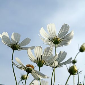 白色波斯菊花海