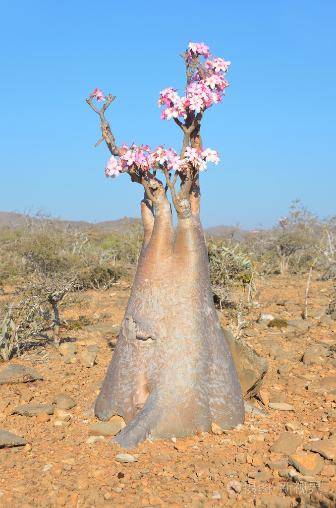 也门的索科特拉岛,瓶子树 (沙漠玫瑰-试管) homhil 高原