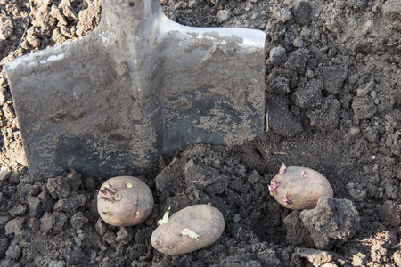 土壤里种植马铃薯块茎