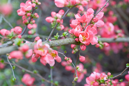 粉红色的花，花与芽春天背景