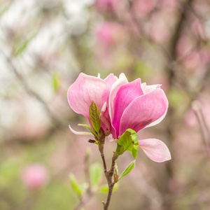 粉色玉兰花