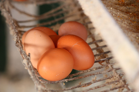 从农场上钢轨上新鲜的鸡蛋