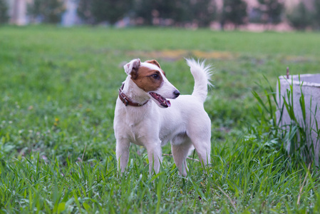 小猎犬