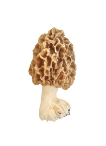 孤立的白色背景上的羊肚菌蘑菇