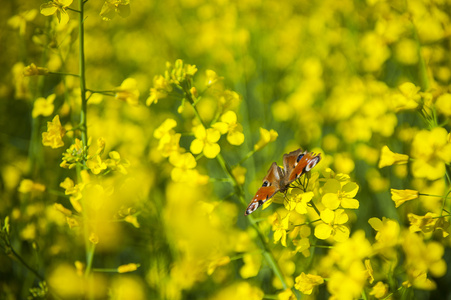 孔雀蝴蝶在花上油菜油菜花瓣上的蝴蝶照片