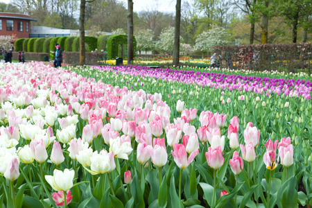 库肯霍夫 flower garden，lisse 荷兰